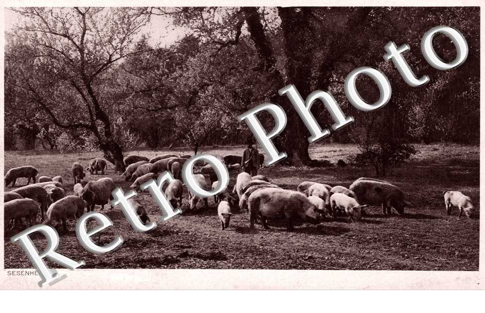 Des cochons en dans un champs