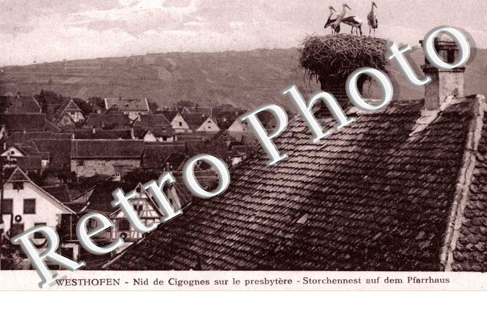 nid de cigognes sur le presbytere