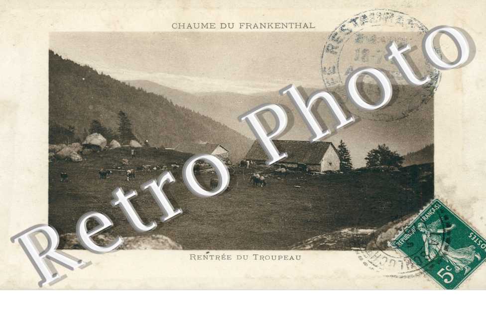 Chaume de Frankenthal - Rentree du troupeau