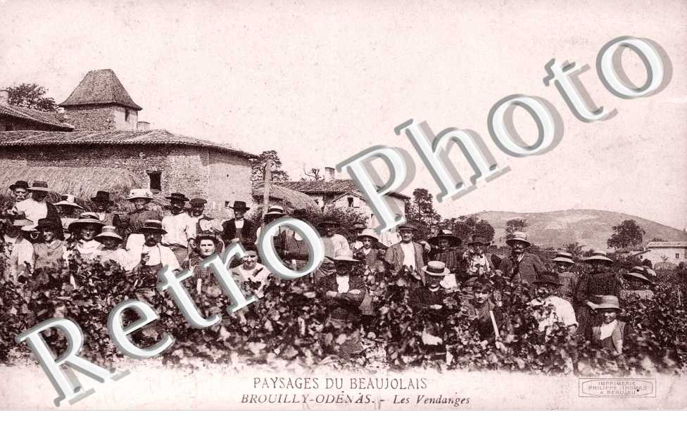 Les vendanges - agriculture