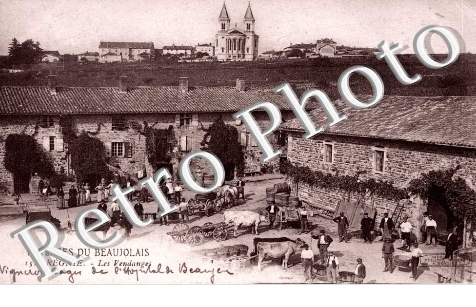 les vendanges