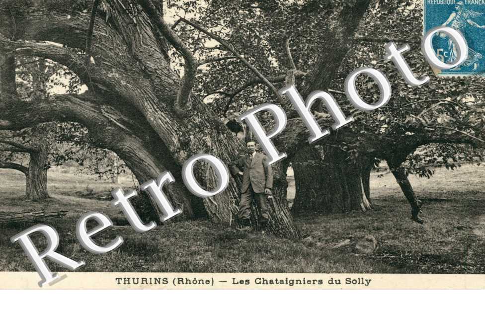 Les Chataigniers du Solly