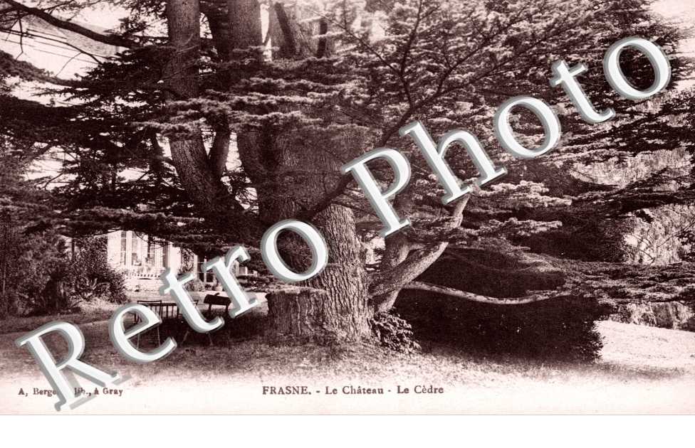 le chateau, le cedre