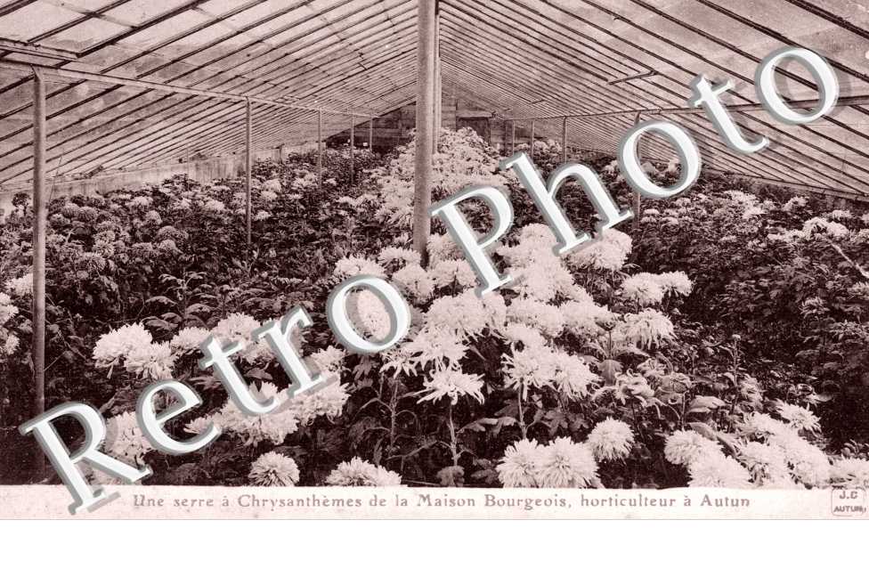 Une serre de Chrysanthemes de la Maison Bourgeois, Horticulteur a Autun