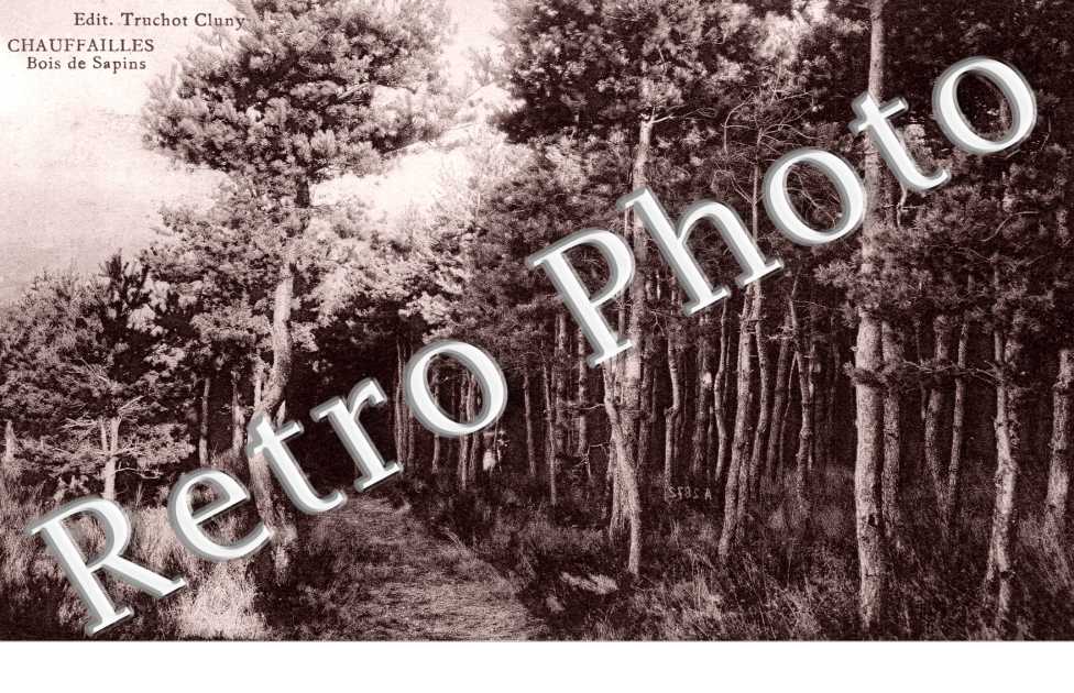 Bois de sapins