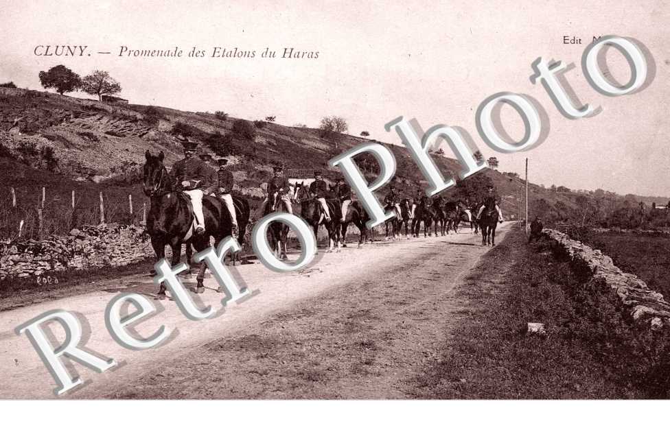 Promenade des Etalons du Haras