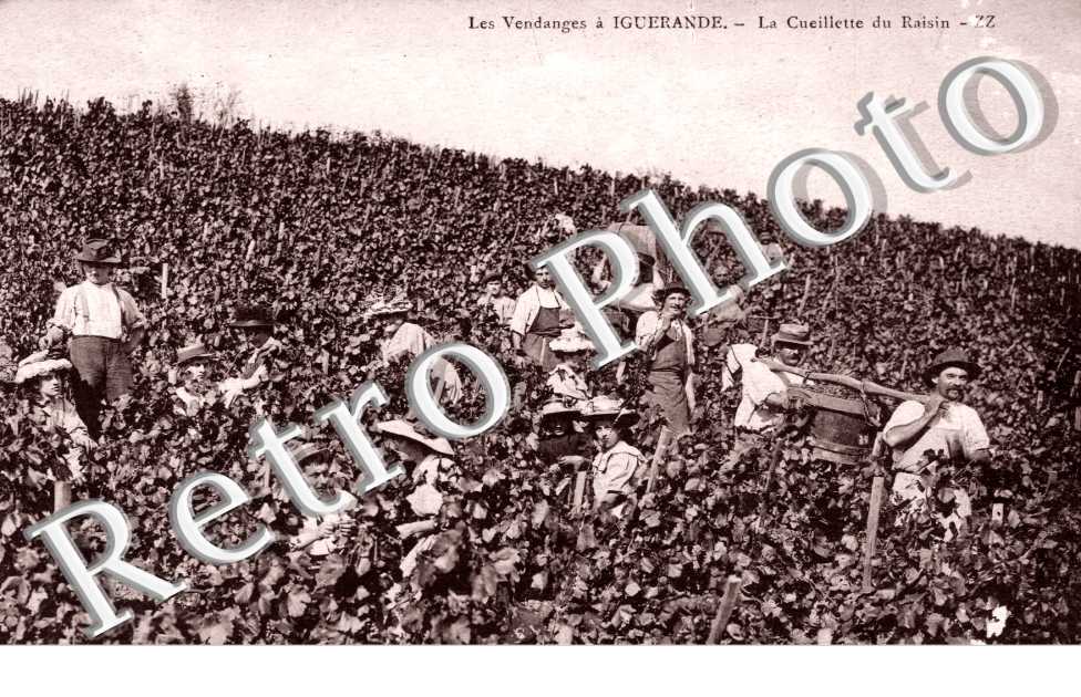 la Cueillette du Raisin, les Vendanges a Iguerande