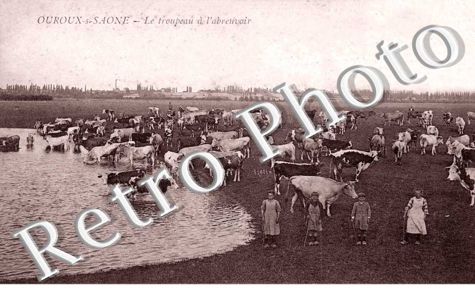 Le troupeau a l'abreuvoir - elevage