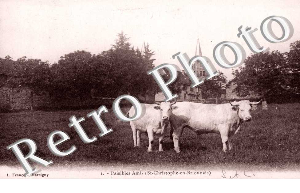 Taureaux