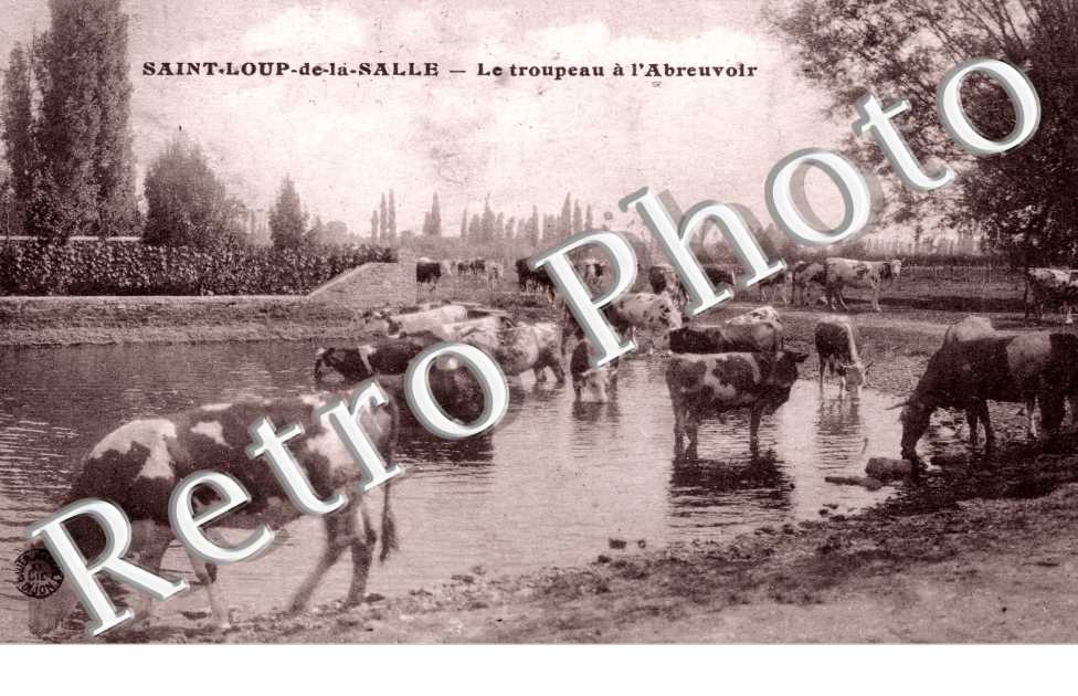 le Troupeau a l'Abreuvoir