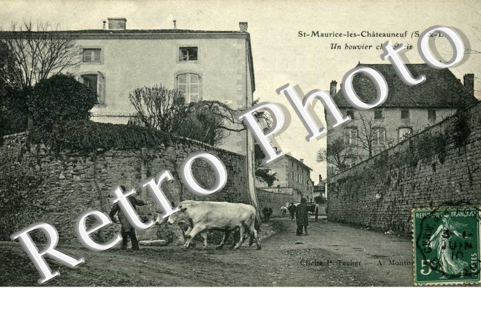 Un bouvier Charollais