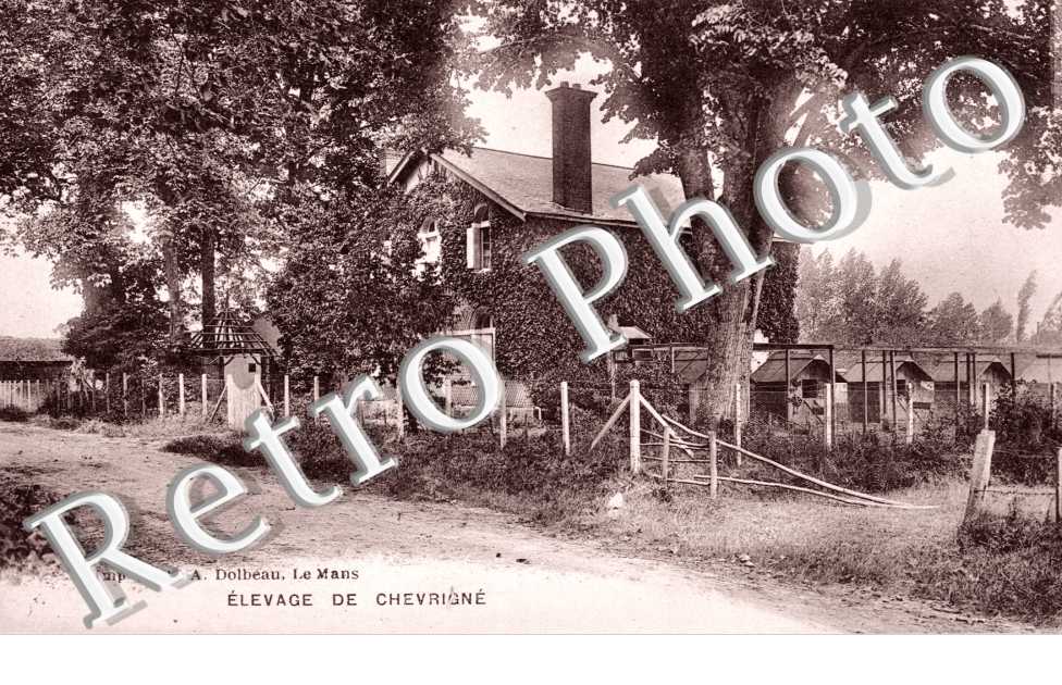 Elevage de chevrigne