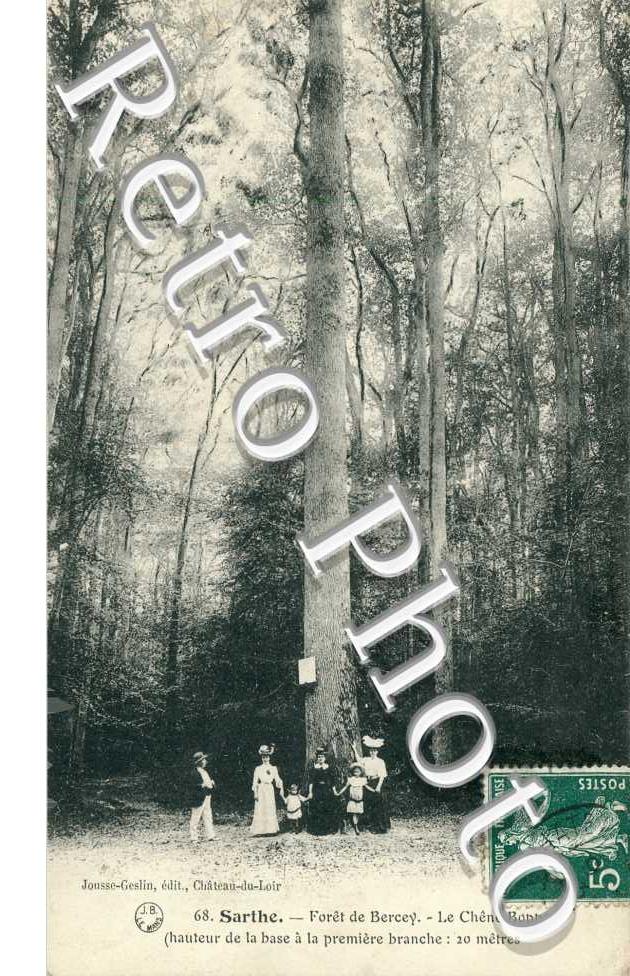 Forêt de Bercey. Le chêne Boppe
