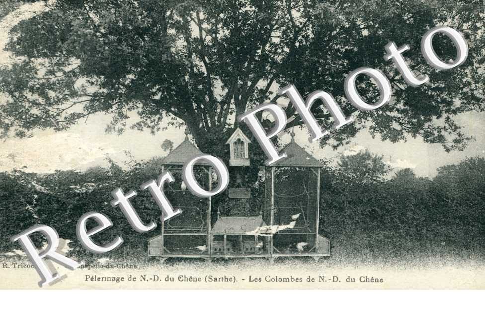 Pelerinage de Notre Dame du Chene, les colombes