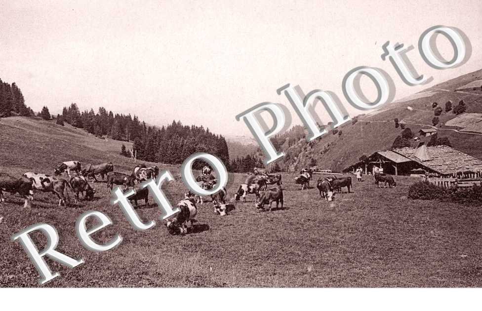 Paturages et Route du Col des Saisies