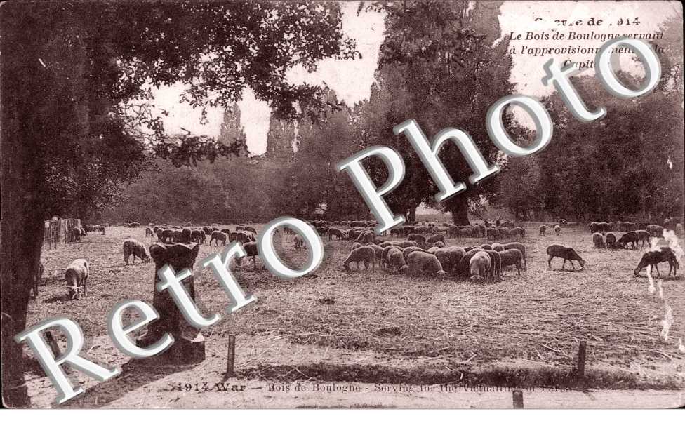 Au Bois de Boulogne Betail sur le terrain de Bagatelle en 1914