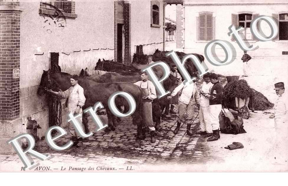 Le Pansage des Chevaux
