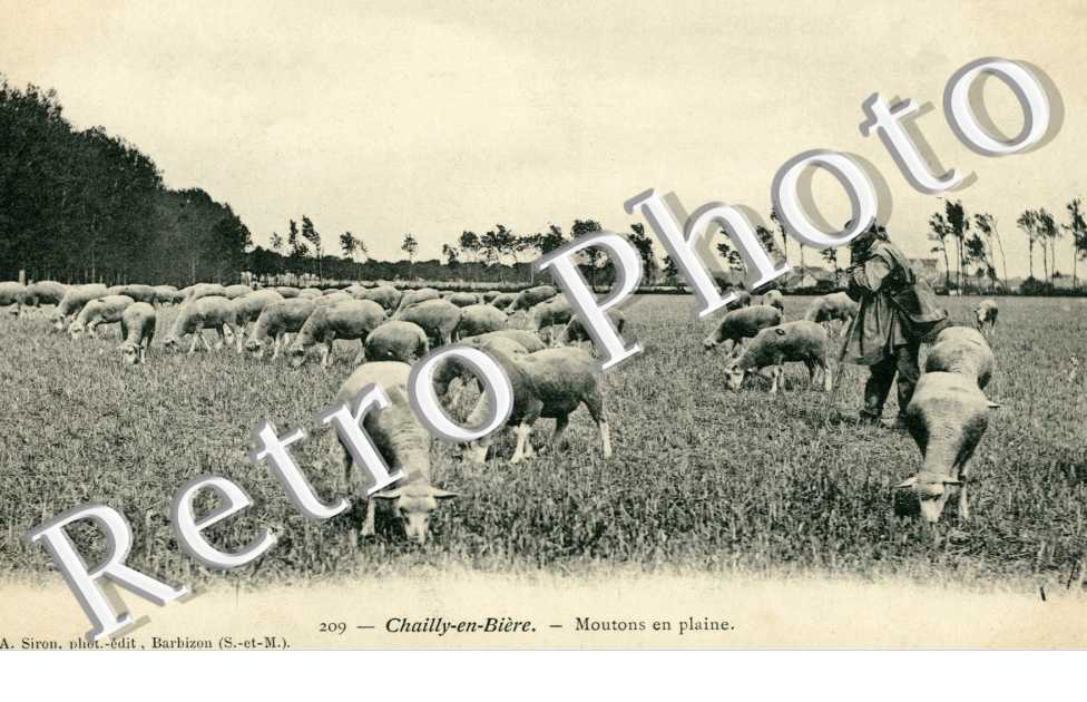 Moutons en plaine