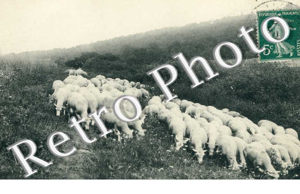 moutons au bord de la Marne a Tanqueux
