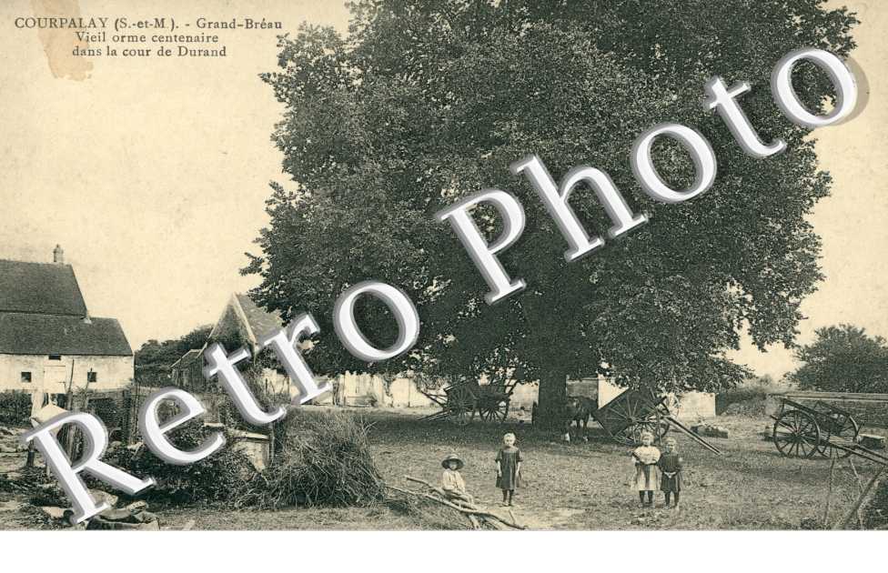 Grand-Breau, Vieil orme centenaire dans la cour de Durand