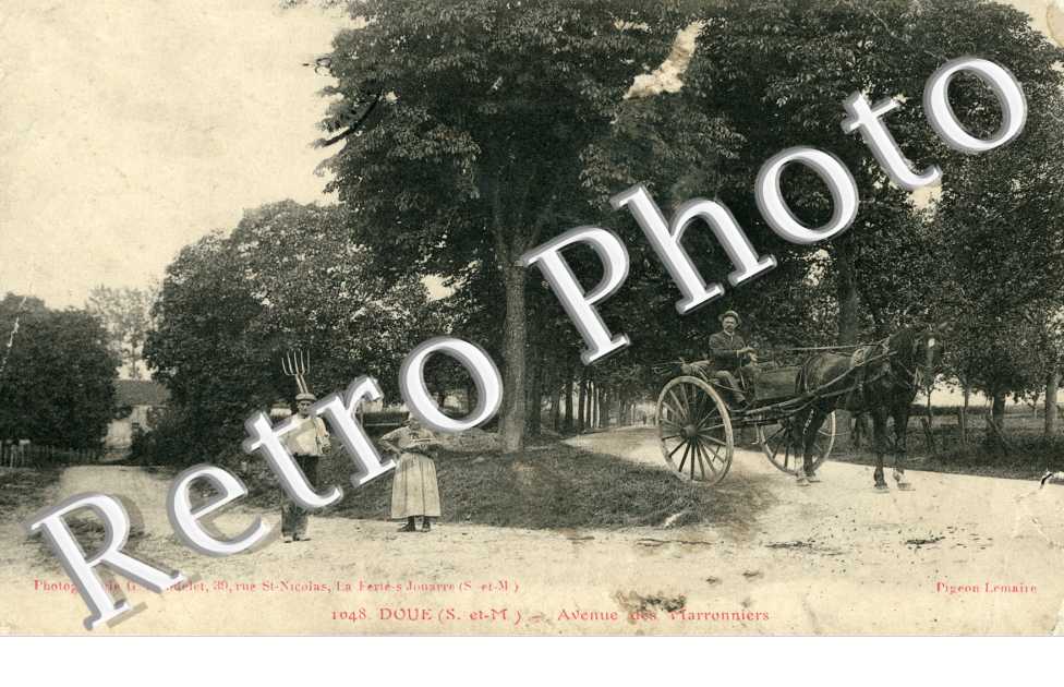 l'Avenue des Marronniers