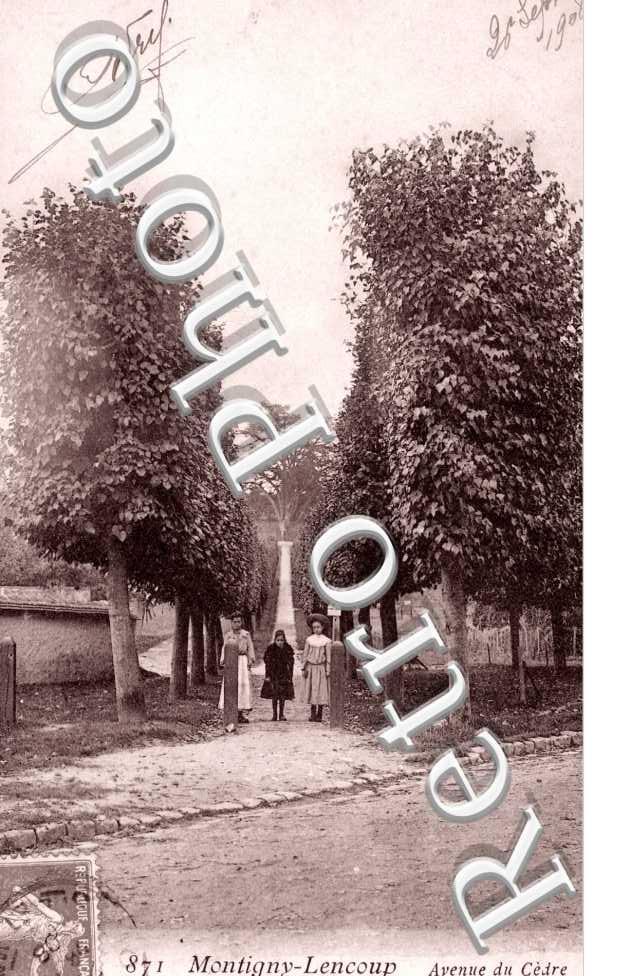 l'Avenue du Cedre
