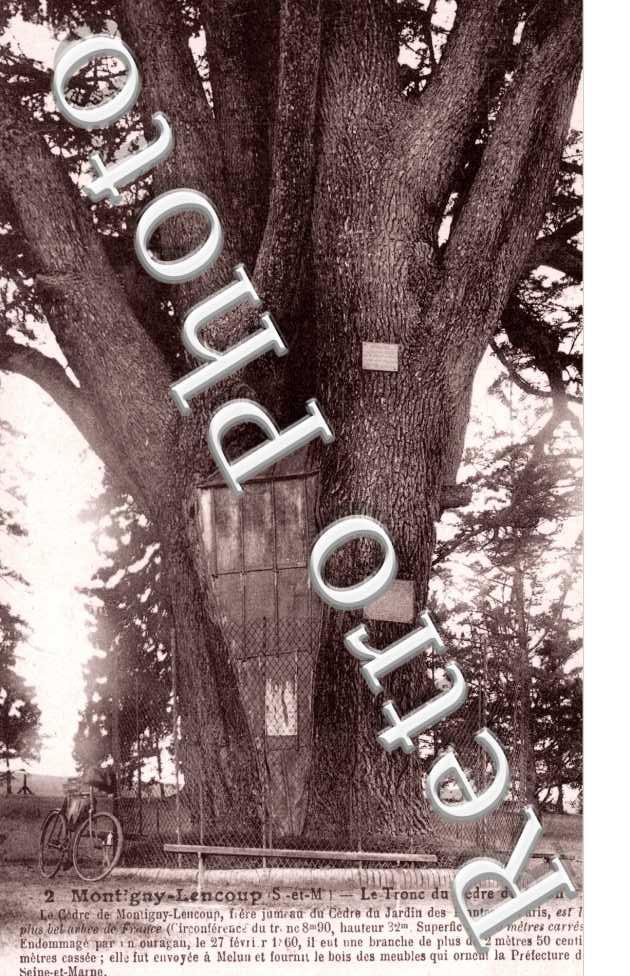 Le tronc du Cedre du Liban