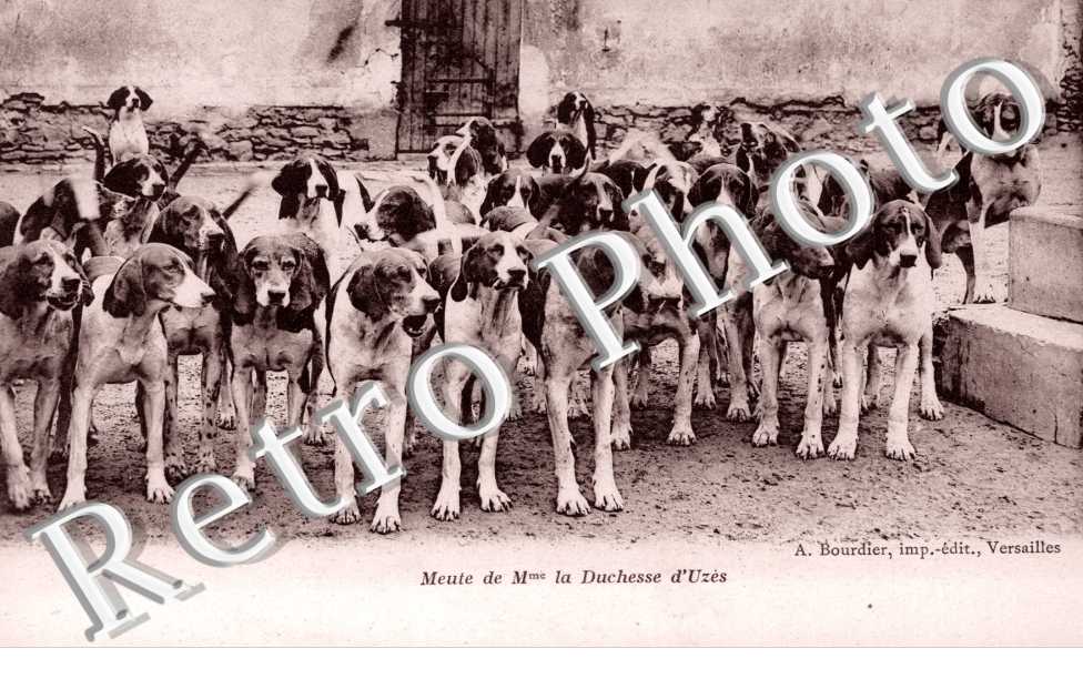 meute de Mme La Duchesse d'Uzes