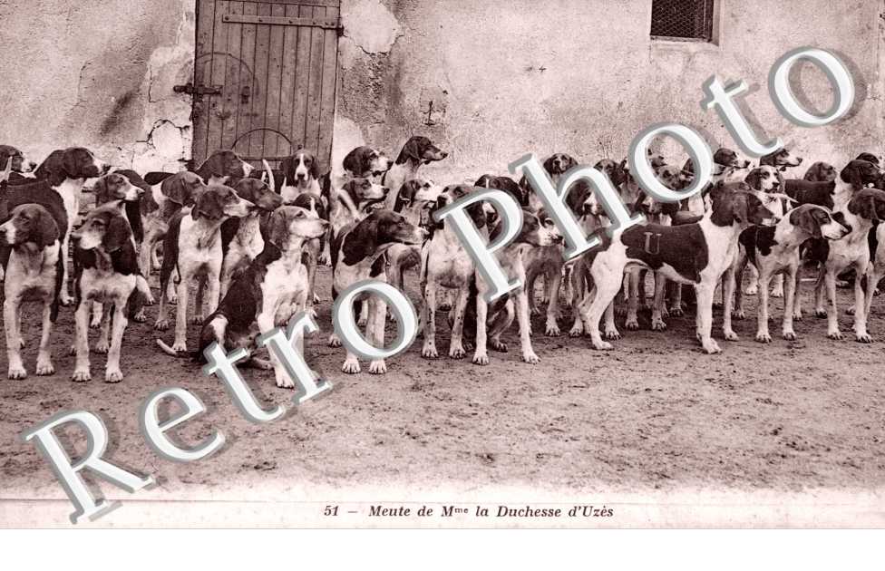 meute de Mme La Duchesse d'Uzes
