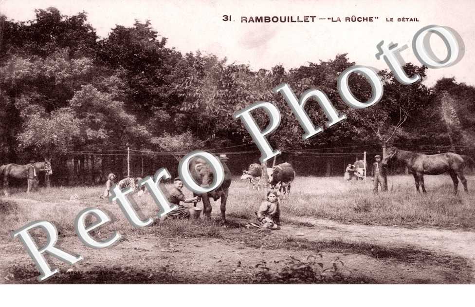 La Ruche, Le Betail