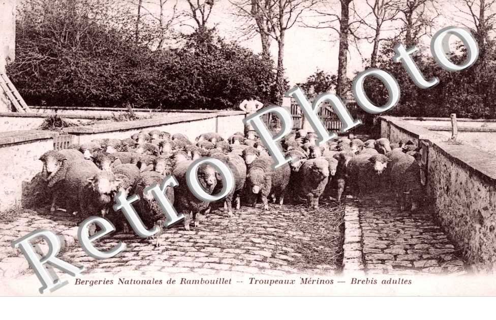 Bergeries Nationales, Troupeaux Merinos