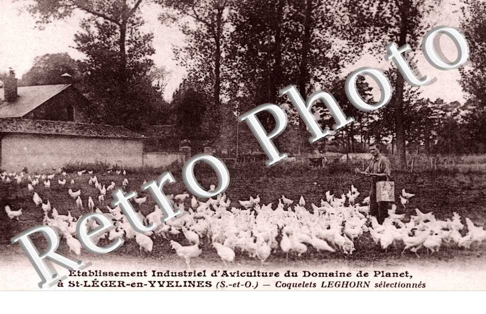 etablissement industriel d'aviculture du Domaine de Planet Coquelets Leghorn