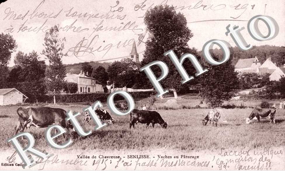 Vaches au Paturage