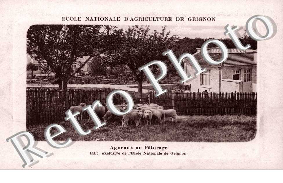 Ecole Nationale d'Agriculture, Agneaux au Paturage