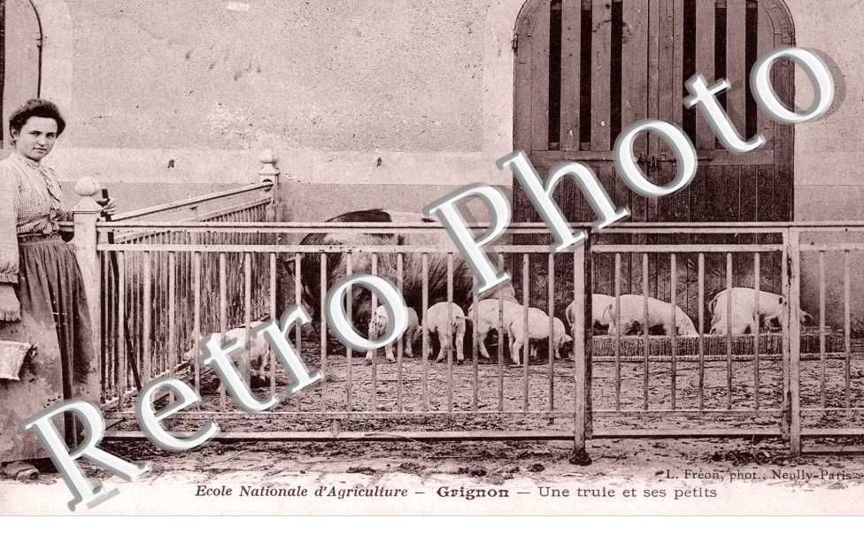 Ecole Nationale d'Agriculture, Une Truie et ses petits