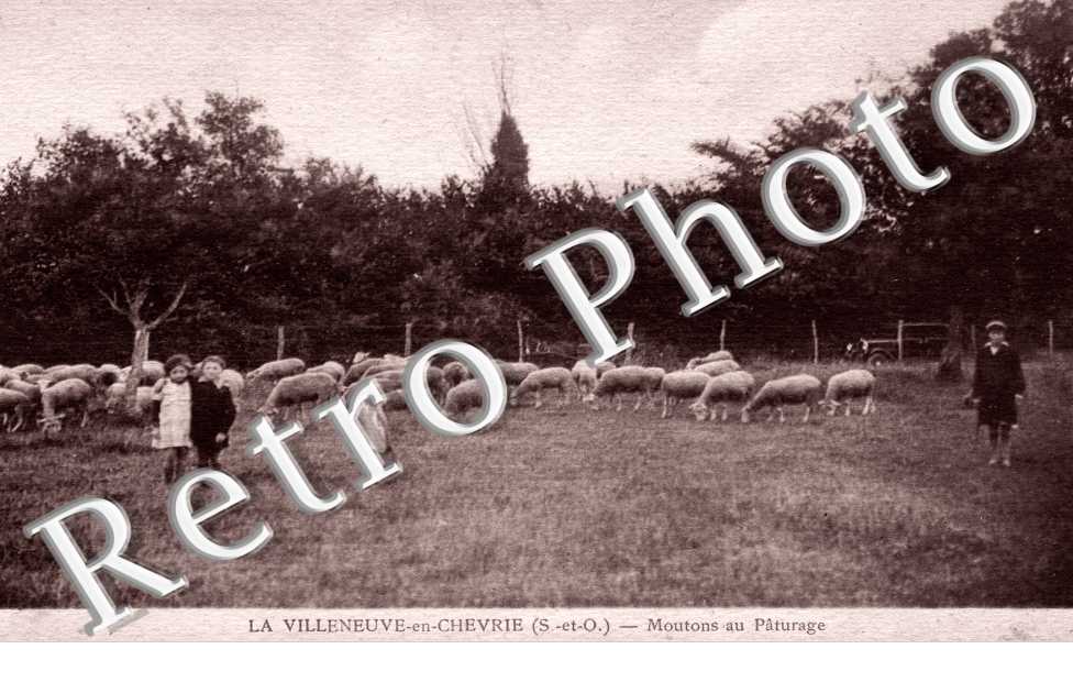 Moutons au Paturage