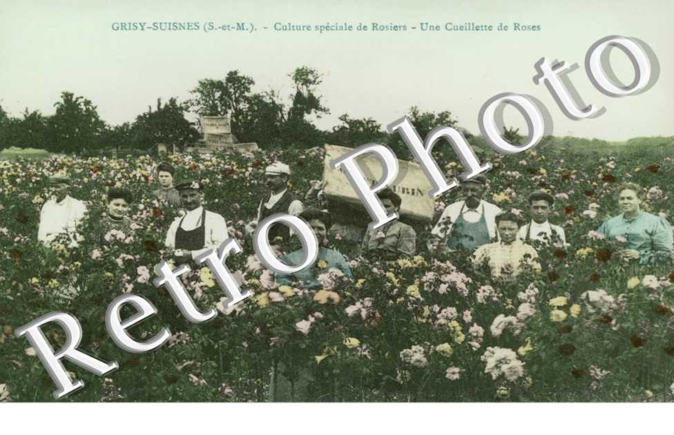 Culture speciale de rosiers - une cueillette de roses