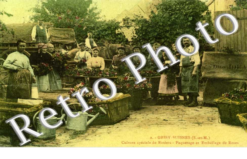 Culture speciale de rosiers - paquetage et emballage de roses