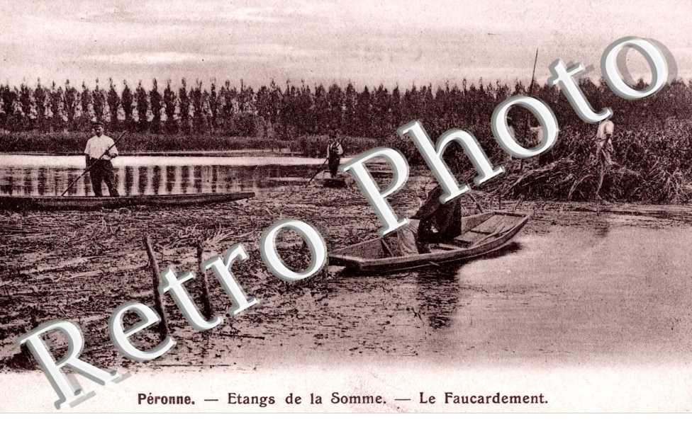 l'Etang de la Somme, le Faucardement
