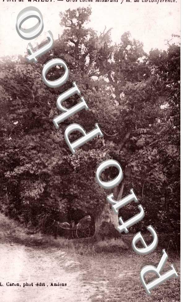 Foret, gros chene