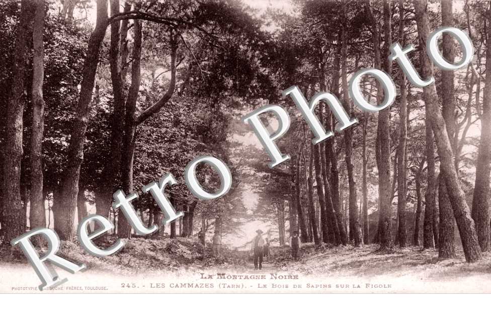 Bois de Sapins sur la Rigole
