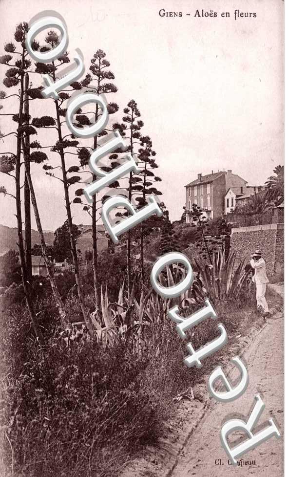 Aloës en fleurs