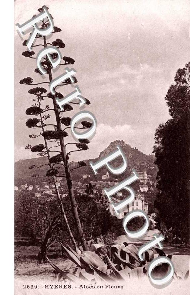 Aloës en fleurs