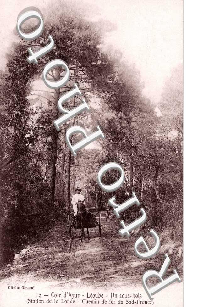 Leoube, un sous bois