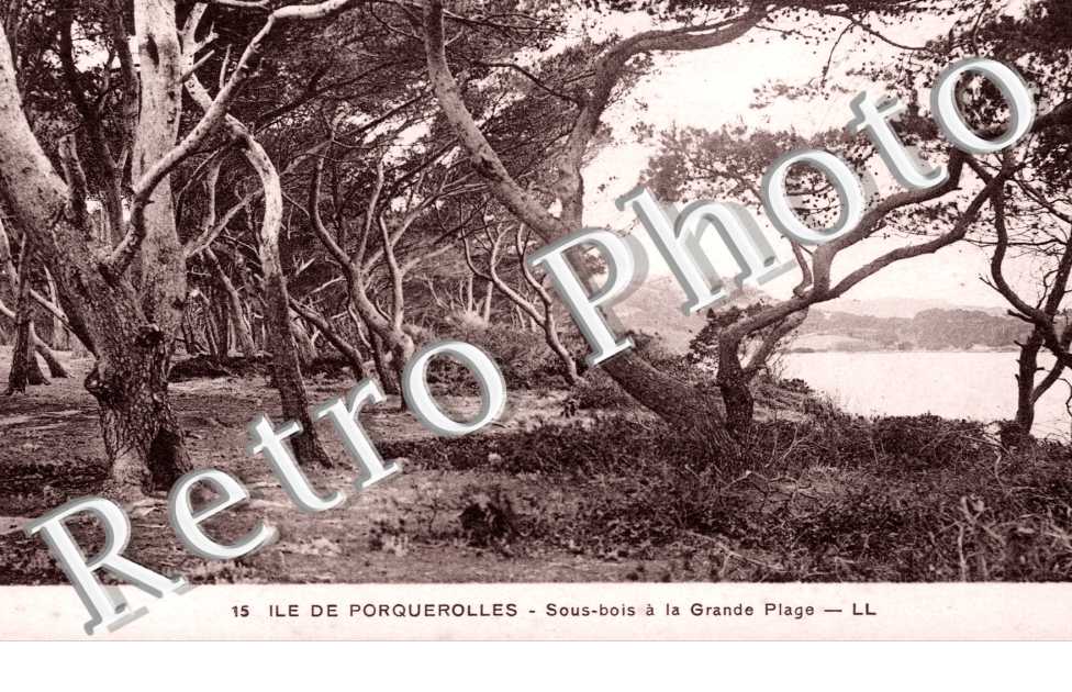 Sous Bois a la Grande Plage