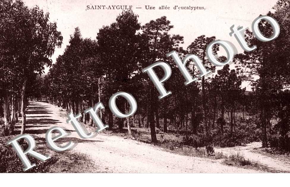 Une allee d'eucalyptus