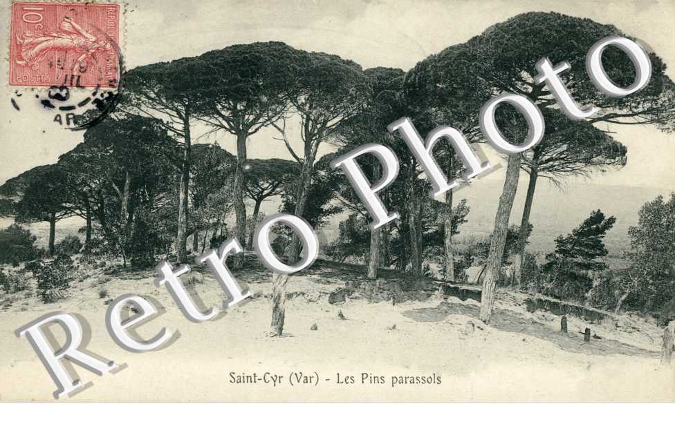 Les pins parassols