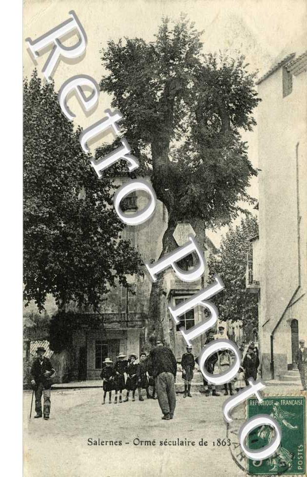 Orme seculaire de 1863