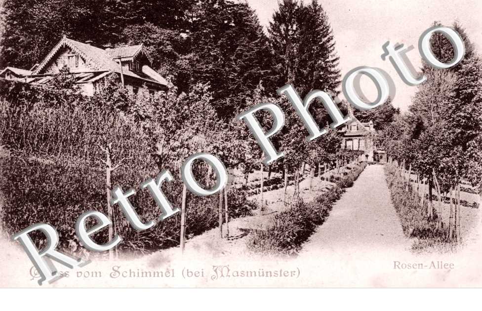 Schimmel Rosen-Allee