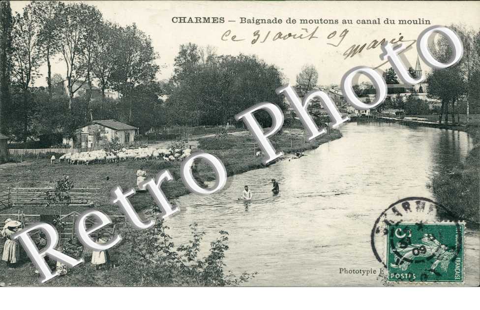Baignade de Moutons au Canal du Moulin
